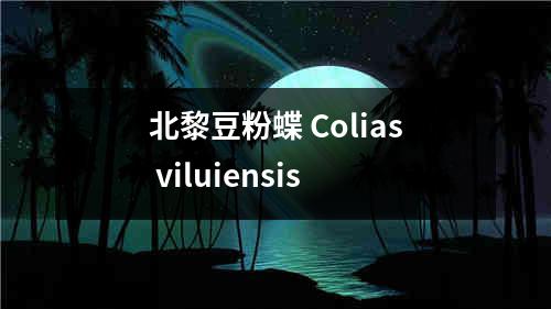 北黎豆粉蝶 Colias viluiensis