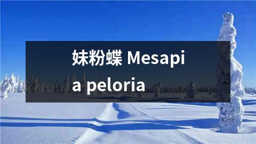 妹粉蝶 Mesapia peloria