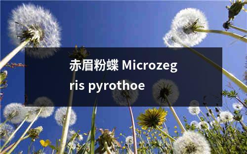 赤眉粉蝶 Microzegris pyrothoe