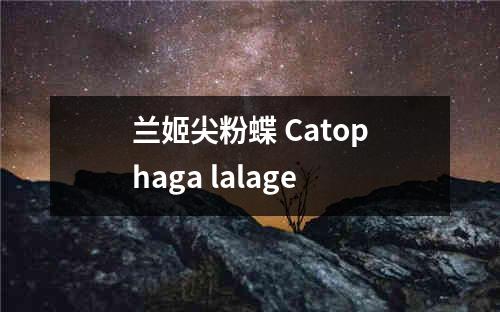 兰姬尖粉蝶 Catophaga lalage