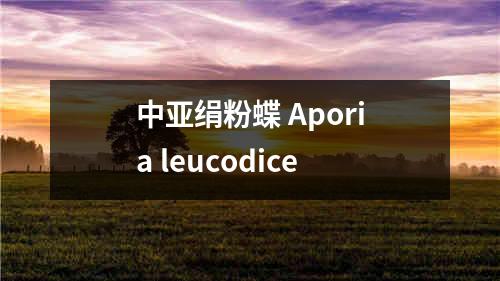 中亚绢粉蝶 Aporia leucodice