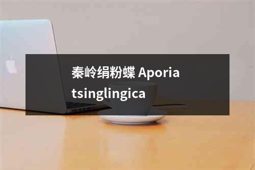 秦岭绢粉蝶 Aporia tsinglingica