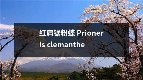 红肩锯粉蝶 Prioneris clemanthe