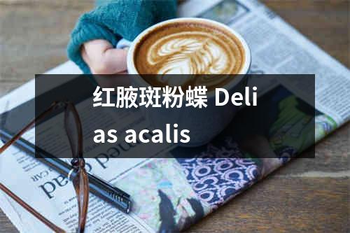 红腋斑粉蝶 Delias acalis