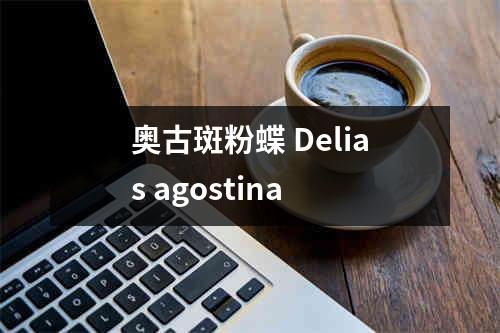 奥古斑粉蝶 Delias agostina