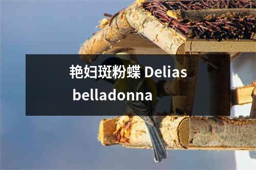 艳妇斑粉蝶 Delias belladonna