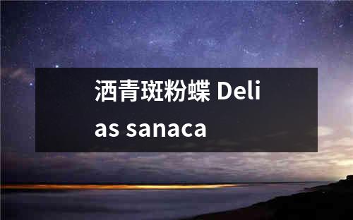 洒青斑粉蝶 Delias sanaca