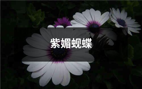 紫媚蚬蝶