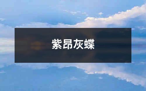 紫昂灰蝶