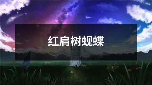 红肩树蚬蝶