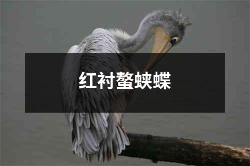 红衬螯蛱蝶