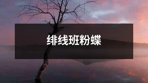 绯线班粉蝶