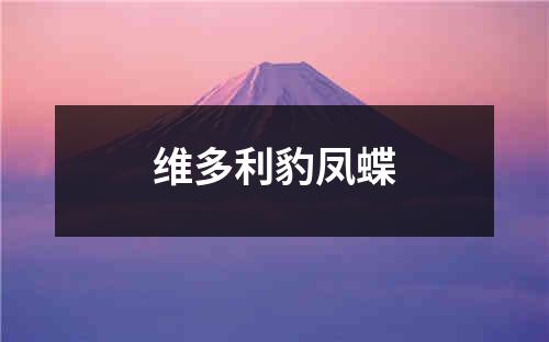 维多利豹凤蝶