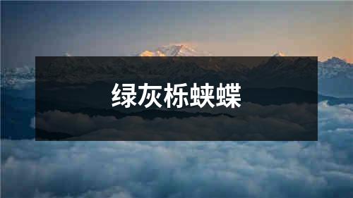 绿灰栎蛱蝶