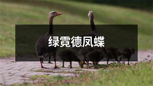 绿霓德凤蝶