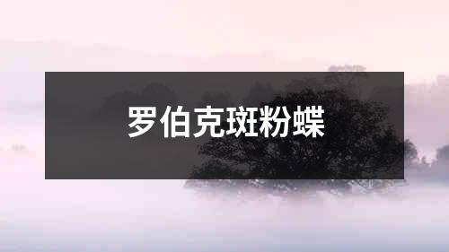 罗伯克斑粉蝶