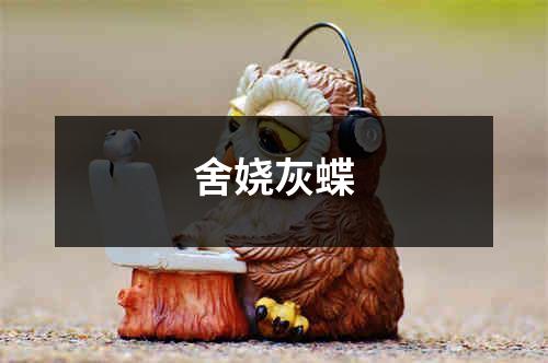 舍娆灰蝶