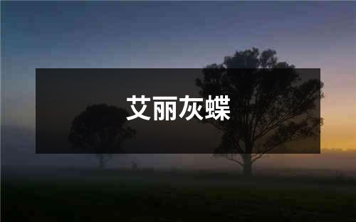 艾丽灰蝶