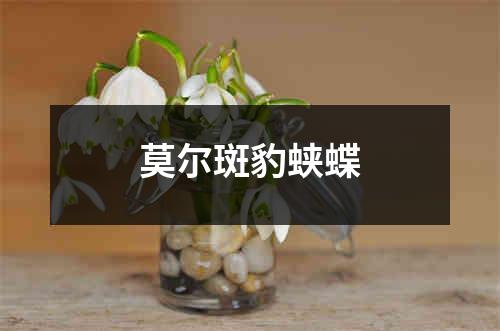 莫尔斑豹蛱蝶