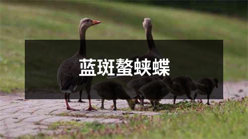 蓝斑螯蛱蝶