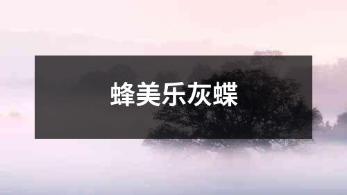 蜂美乐灰蝶