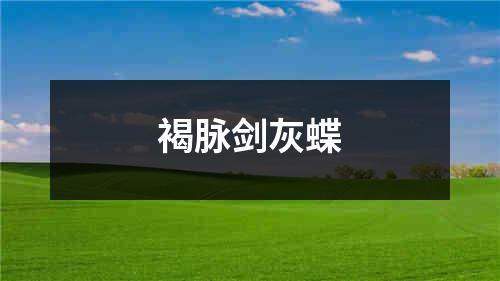 褐脉剑灰蝶