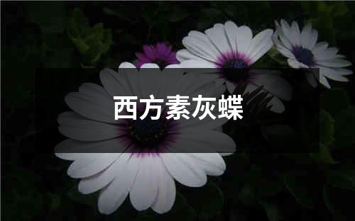 西方素灰蝶