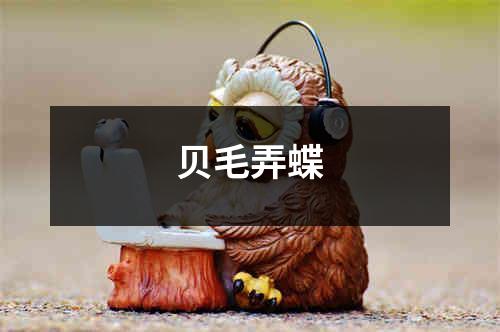 贝毛弄蝶