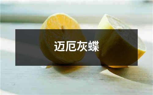 迈厄灰蝶