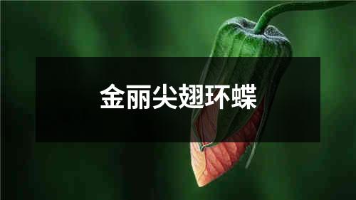 金丽尖翅环蝶