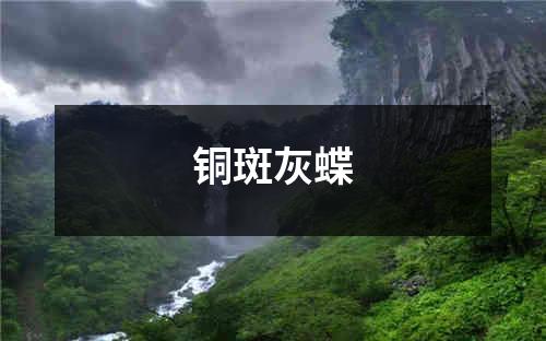 铜斑灰蝶