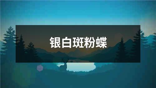 银白斑粉蝶