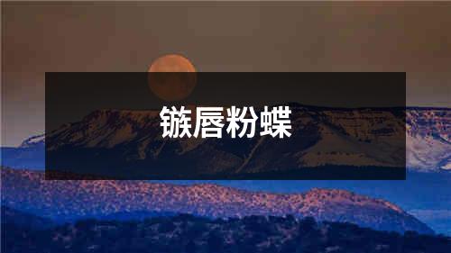 镞唇粉蝶