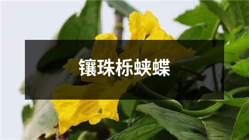 镶珠栎蛱蝶