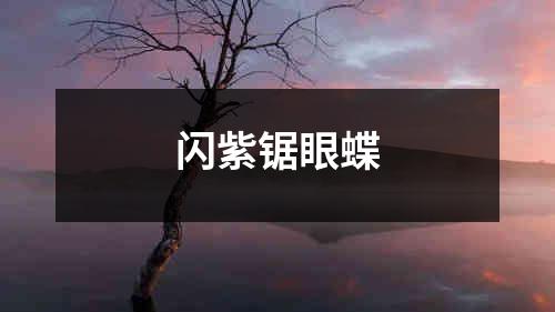 闪紫锯眼蝶