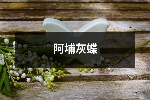 阿埔灰蝶