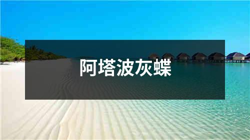 阿塔波灰蝶