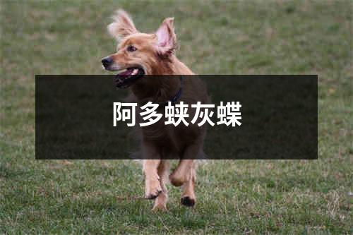 阿多蛱灰蝶