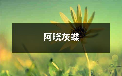 阿晓灰蝶