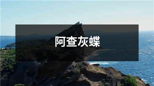 阿查灰蝶