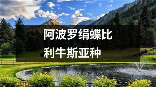 阿波罗绢蝶比利牛斯亚种