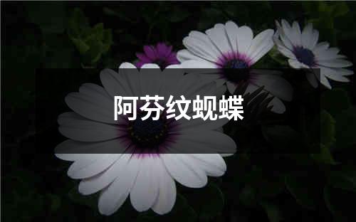 阿芬纹蚬蝶