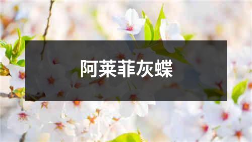 阿莱菲灰蝶