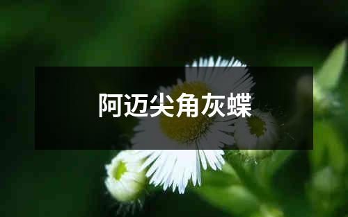 阿迈尖角灰蝶