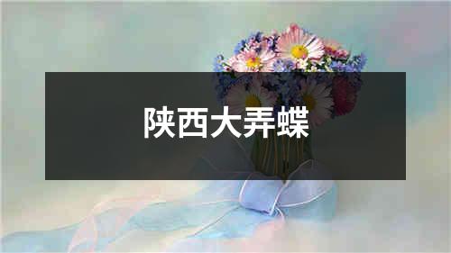 陕西大弄蝶