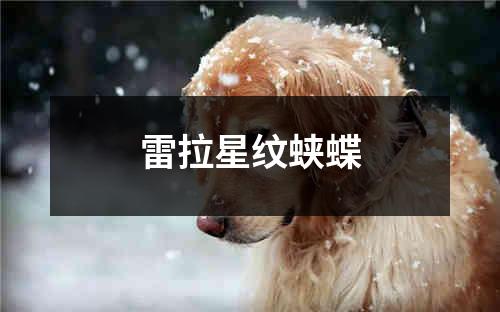 雷拉星纹蛱蝶