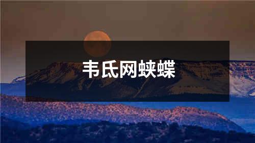 韦氐网蛱蝶