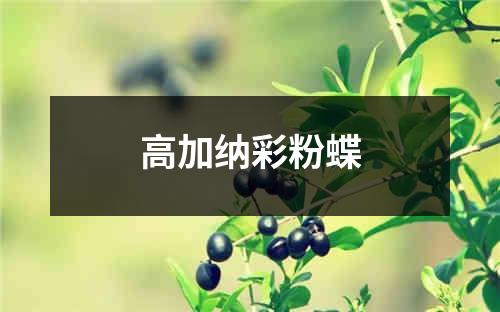 高加纳彩粉蝶