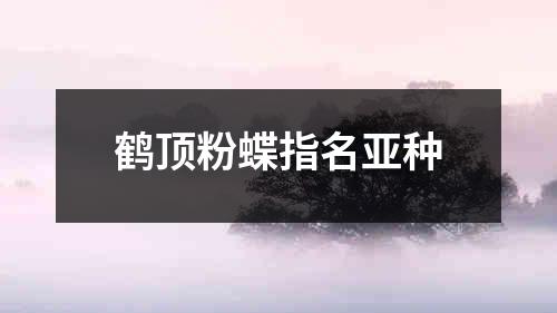 鹤顶粉蝶指名亚种