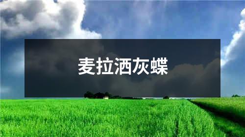 麦拉洒灰蝶